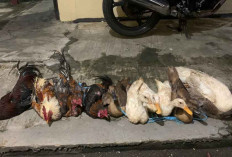 Kepergok Maling Ayam, DP Babak Belur Dihajar Massa, Begini Kondisinya!