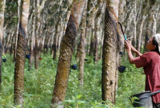 Tergeser Pemukiman dan Sawit, Karet Prabumulih Berkurang 50 Hektare