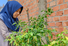 Tiga Bahan Dapur Ini Bikin Tanaman Subur dan Hama Kabur, Coba Sekarang!