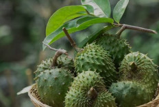4 Manfaat Daun Sirsak untuk Kesehatan, dari Menjaga Kulit hingga Bantu Cegah Kanker