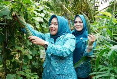 Ketua TP PKK Prabumulih Kunjungi KWT Karya Mulya, Dorong Kemandirian Pangan dan Ekonomi Keluarga