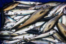Resep Sederhana Ikan Kembung Balado Sederhana, Pedasnya Bikin Nagih