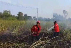 Karhutla Ancam Ogan Ilir, BPBD Siaga 131 Personel Tangani Kebakaran Lahan Gambut