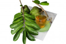 Manfaat Daun Sirsak: Herbal Alami untuk Berbagai Masalah Kesehatan