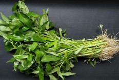 Jadi Salah Satu Makanan Populer Masyarakat Indonesia, Ini Manfaat Kangkung Untuk Kesehatan