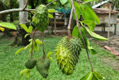 Miliki Bentuk Seperti Durian, Ini 4 Manfaat Buah Sirsak Untuk Kesehatan, Enak Saat dikonsumsi