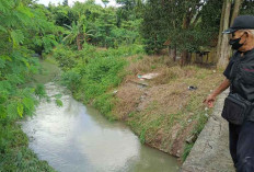 Hendak Nyalip, Mobil Pengangkut Ayam Terjun ke Sungai 