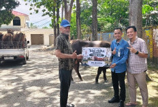 BSI Prabumulih Tebar Kepedulian di Idul Adha 1447 H, Salurkan Hewan Kurban ke Rumah Sakit - Masjid
