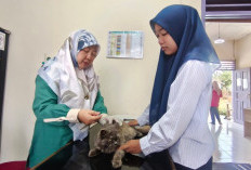 Ramadhan Tak Halangi Pelayanan, Puskeswan Prabumulih Tetap Layani Kesehatan Hewan