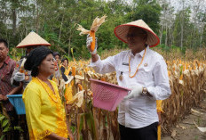 Langkah Nyata Polres Prabumulih Dukung Swasembada Pangan, Sukses Panen Jagung di Desa Pangkul