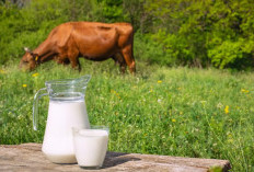 Baik Untuk Tumbuh Kembang Anak, Ini 4 Manfaat Mengkonsumi Susu Sapi