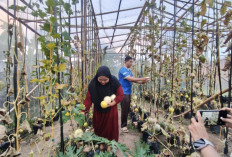 Menanam Harapan, Menuai Kebahagiaan: Kisah Inspiratif Dadang-Novika Pemilik Green House D’Kebun di Prabumulih