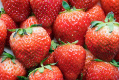 Jangan Sepelekan Stroberi, Buah Merah Ini Punya 4 Manfaat Luar Biasa untuk Tubuh