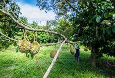 5 Pohon Ini Ternyata Tidak Boleh Ditanam dengan Bijinya, Pohon Apa Saja?