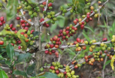 Mengintip Peluang Bisnis Kopi di Indonesia, Masih Bikin Cuan?