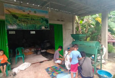 Ketahanan Pangan Desa Terwujud, Jagung Hibrida Kemang Tanduk Prabumulih Siap Dijual ke Bulog