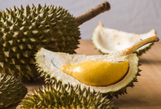 Durian, Raja Buah yang Kaya Nutrisi dan Manfaat Kesehatan
