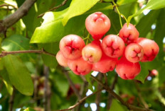 5 Tanaman Buah yang Bisa Bertahan di Lahan Tergenang Air