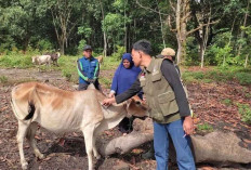 3 Ekor Kerbau di Ogan Ilir Ditemukan Mati Mendadak, Diduga Terkena Penyakit Ngorok