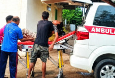 Anjing Liar Kembali Makan Korban di Prabumulih, Pemerintah Percepat Vaksinasi