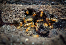 Waspada! 7 Barang di Rumah yang Diam-Diam Jadi Santapan Rayap