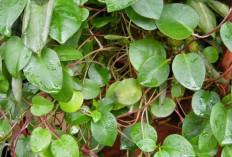 Daun Binahong dan Beragam Manfaatnya bagi Kesehatan Tubuh