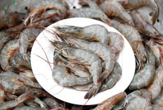 6 Sumber Makanan Tinggi Protein untuk Tubuh Lebih Sehat