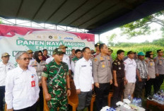 Panen Raya Jagung Serentak, Pemkot - Polres Prabumulih Perkuat Swasembada Pangan