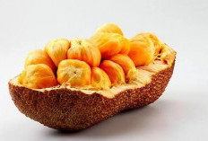 Mengenal Manfaat Buah Cempedak Untuk Kesehatan, Mendukung Kesehatan Kulit