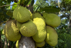 8 Khasiat Nangka Muda untuk Kesehatan Tubuh