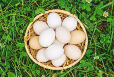7 Manfaat Luar Biasa Telur Ayam Kampung untuk Kesehatan Tubuh