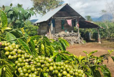 Panen Melimpah dan Harga Meroket: Petani Kopi Semende Raya Raup Untung Besar, Harga Tembus Rp58 Ribu Per Kg