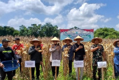 Panen Raya Jagung di Prabumulih: Kolaborasi Polres, Pemkot, dan Petani Wujudkan Ketahanan Pangan Nasional