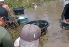 Warga Batu Ampar OKI Ramai Mendulang Emas di Rawa