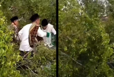 Tragedi Salat Ied di Pemalang: Pohon Tumbang, Korban Jiwa Berjatuhan
