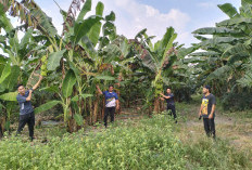 Dari Kebun siap ke Dapur MBG, Desa Pangkul Prabumulih Budidaya Pisang Cavendish: Ditanam Tumpang Sari