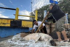 Pesut Ditemukan Mati Terdampar di Tanjung Kalian, Bangka