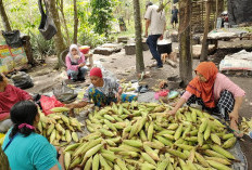 Petani Jagung di Prabumulih Panen Rezeki