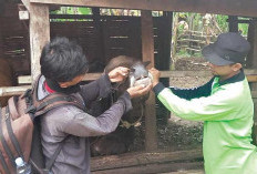 OKU Timur Siap Jadi Pemasok Hewan Kurban, Stok Capai 27 Ribu Ekor