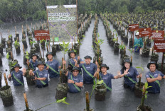 Pertamina Drilling Tanam 1.000 Pohon Mangrove