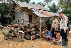 Dua Spesialis Pencurian Sawit di Musi Rawas Ditangkap dengan Barang Bukti 1,3 Ton