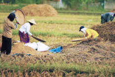 Ketahanan Pangan Sumsel Diperkuat 2 Daerah Penghasil Sayur Ini