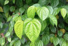 Daun Sirih Obat Tradisional dengan Berbagai Khasiat