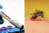 Waspada Lonjakan Kasus Demam Chikungunya di Asia: Ancaman Nyamuk Pembawa Penyakit Meningkat