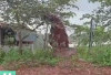 Viral Orangutan Setinggi Rumah di Kaltim, BKSDA Lakukan Penelusuran
