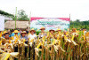 Panen Jagung Hibrida BISI 18 di Desa Kemang Tanduk: Sinergi Pemkot - Polres Prabumulih Dukung Ketahanan Pangan