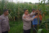 Panen Ditargetkan Akhir Februari, Polres Prabumulih Cek Lahan Jagung 6 Hektare di Cambai