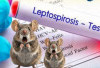 Waspada Leptospirosis! Penyakit Kencing Tikus yang Mengintai Saat Musim Hujan