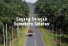 Sayang Selayak : Lirik dan Makna Lagu