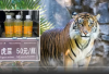 Heboh! Kebun Binatang di China Jual Urine Harimau Sebagai Obat Rematik